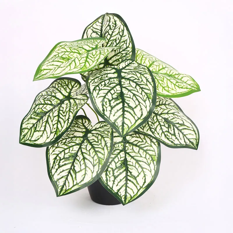 Calena Artificial Caladium With Black Plastic Pot - White media 6