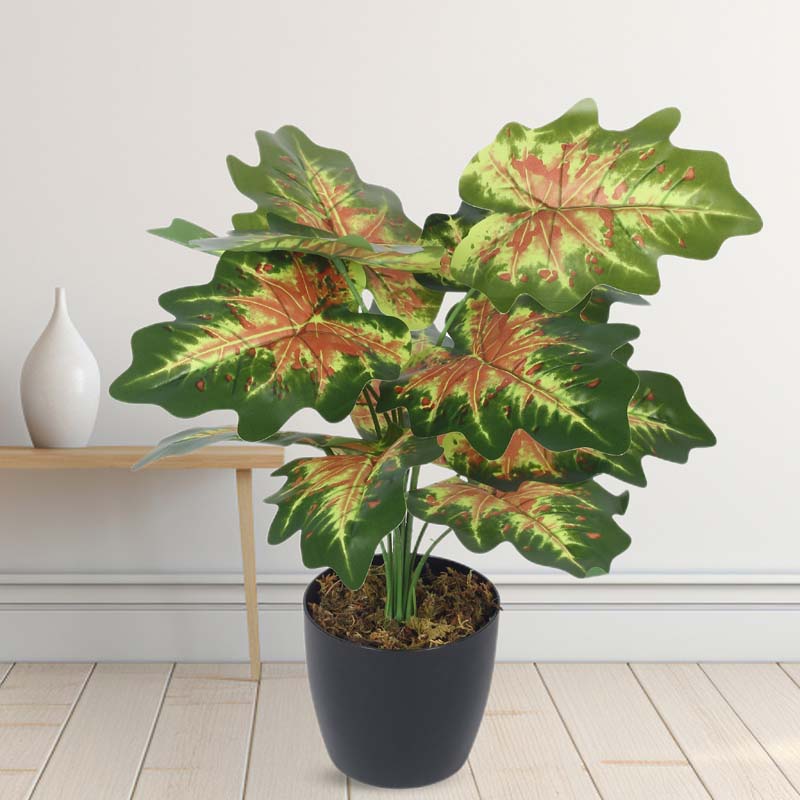 monstera keimling Monstera Deliciosa Variegata – Foliage Dreams
