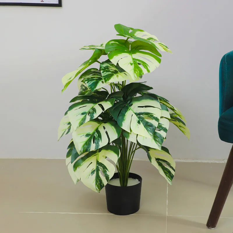 Mona Artificial White Monstera With Black Plastic Pot - 2.6 Feet media 3