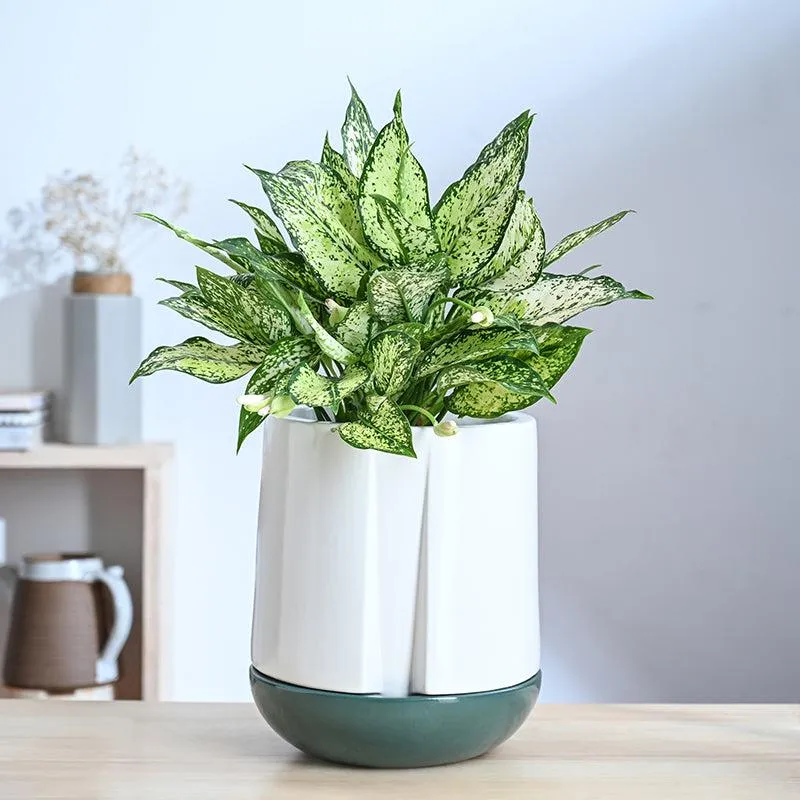 Ugaoo Duke of Drainage Ceramic Planter - White & Green media 2