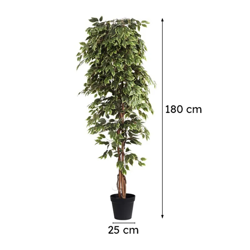 Artificial Variegated Ficus Plant With Black Plastic Pot - 7 ft media 9