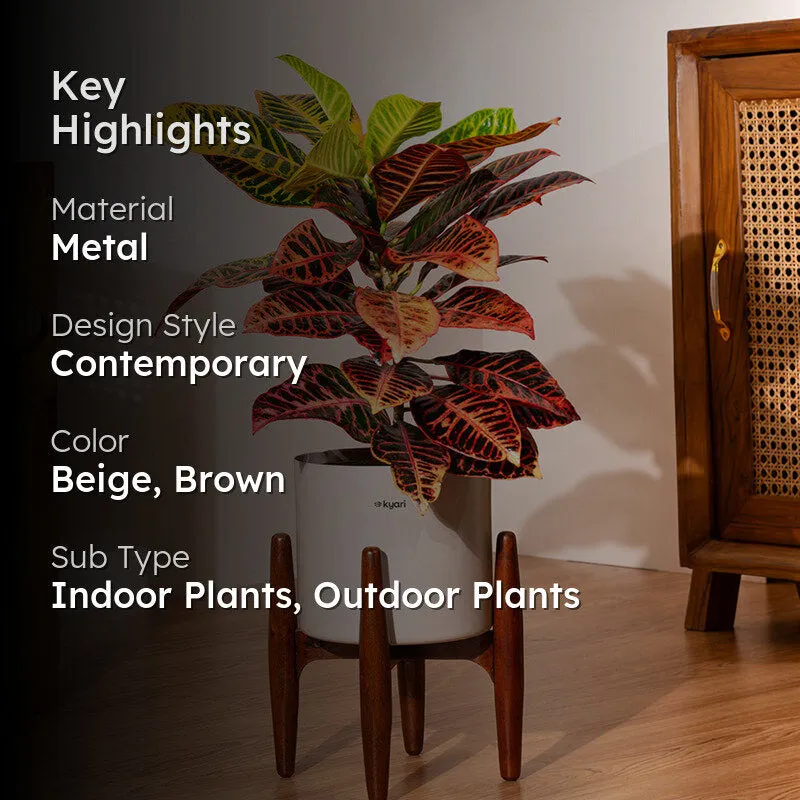 Kyari Croton Plant With Metal Self Watering Pot (Beige) - 2 Feet media 2