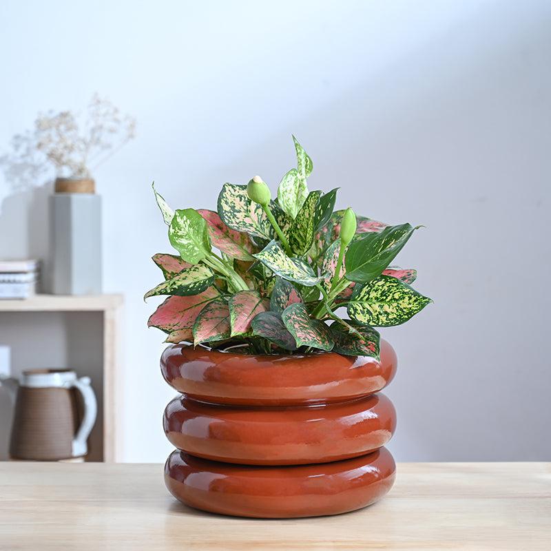 Ugaoo Ceramicurve Three Layer Ceramic Planter - Terracotta media 2