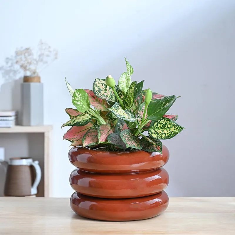 Ugaoo Ceramicurve Three Layer Ceramic Planter - Terracotta media 2