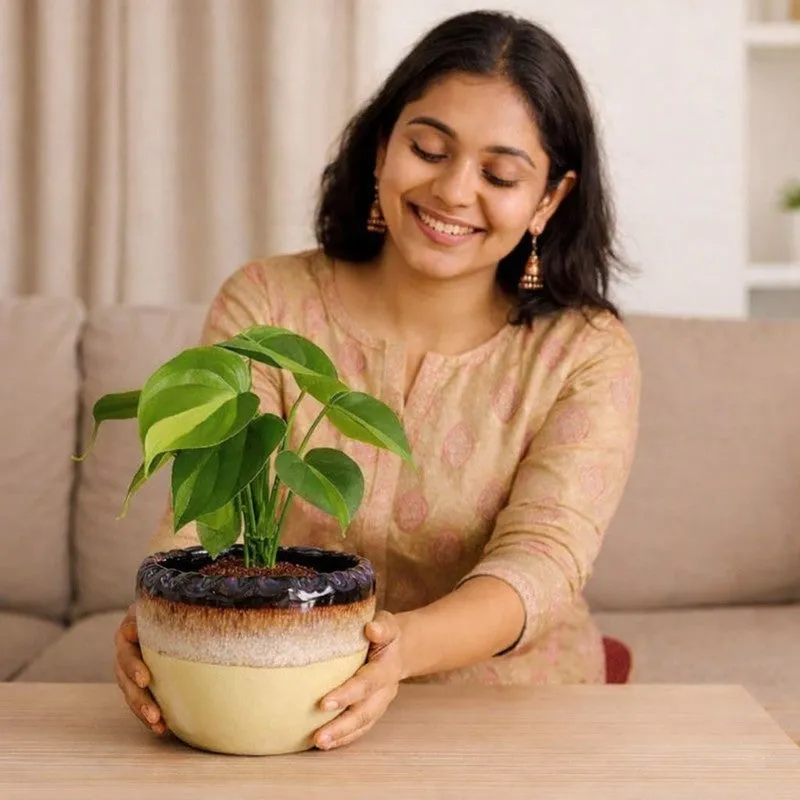 A person holding a round ceramic planter with a leafy indoor plant
