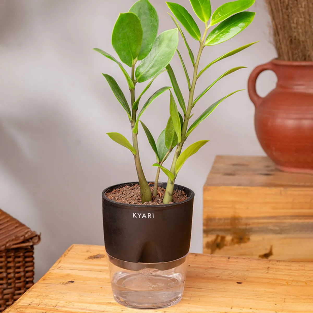 Green ZZ plant in a black pot with a clear water reservoir indoors