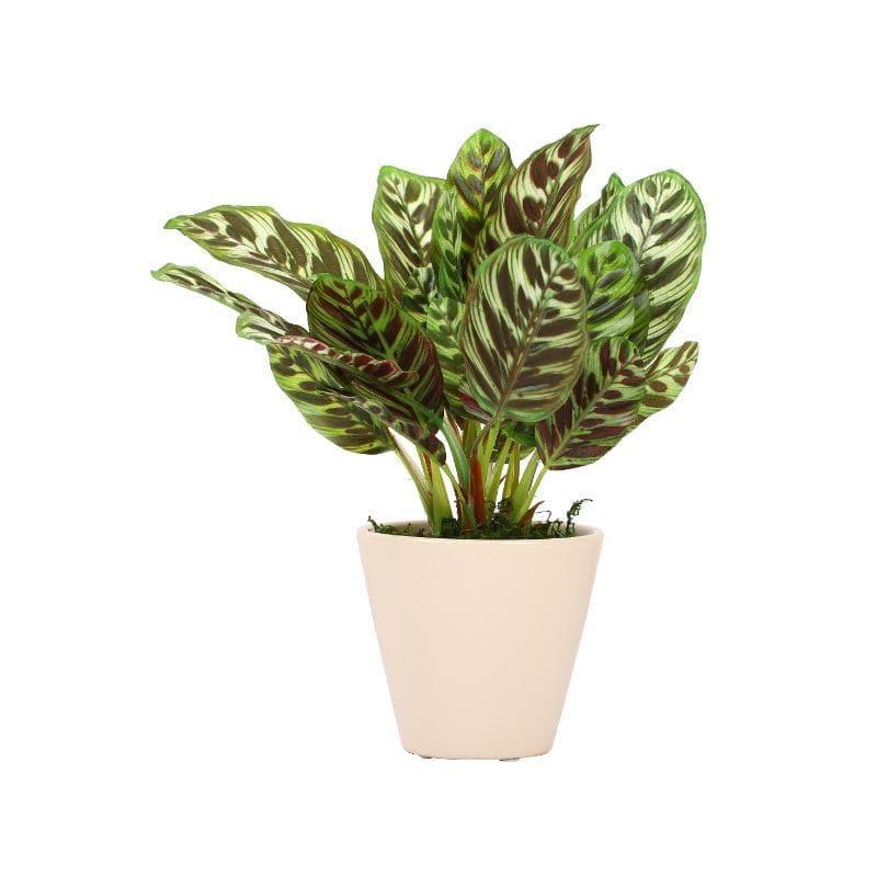Faux Dieffenbachia Bonsai In Ceramic Pot (26 cms) - Brown Green media 3