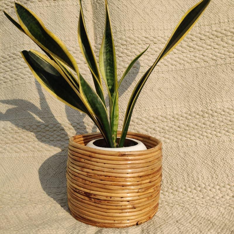 Cortez Coiled Planter media 4