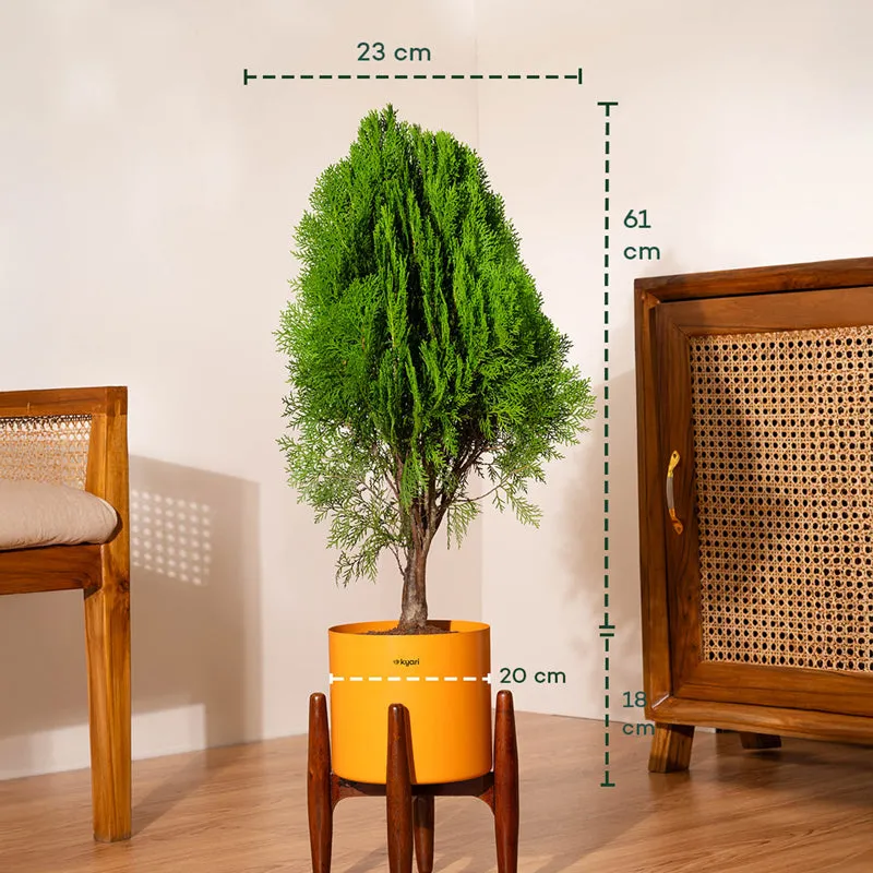 Kyari Thuja Plant With Metal Self Watering Pot (Orange) - 2.5 Feet media 5