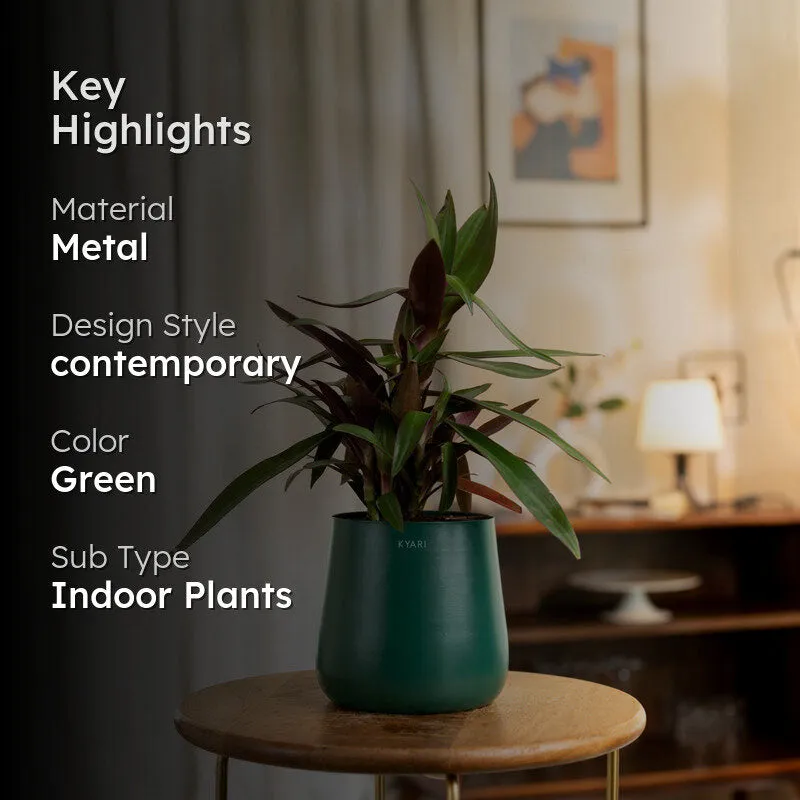 Kyari Oyster Plant With Metal Self Watering Pot - Green media 2