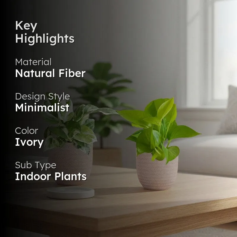 Greenkin Money Plant & Golden Pothos Live Plants (Ivory) - Set Of Two media 2