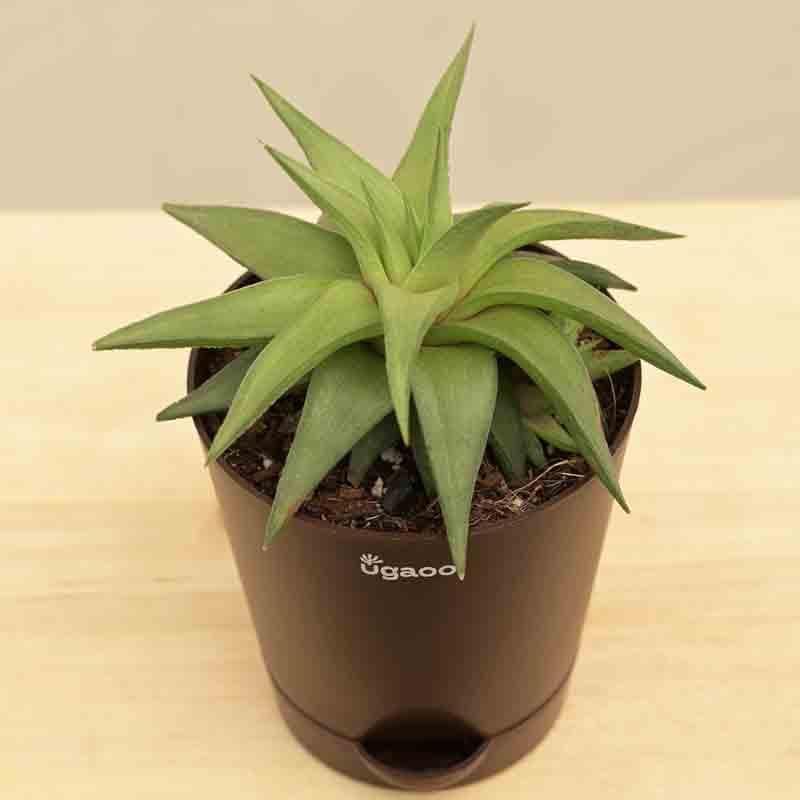 Ugaoo Haworthia Limifolia var. Ubomboensis Plant media 3