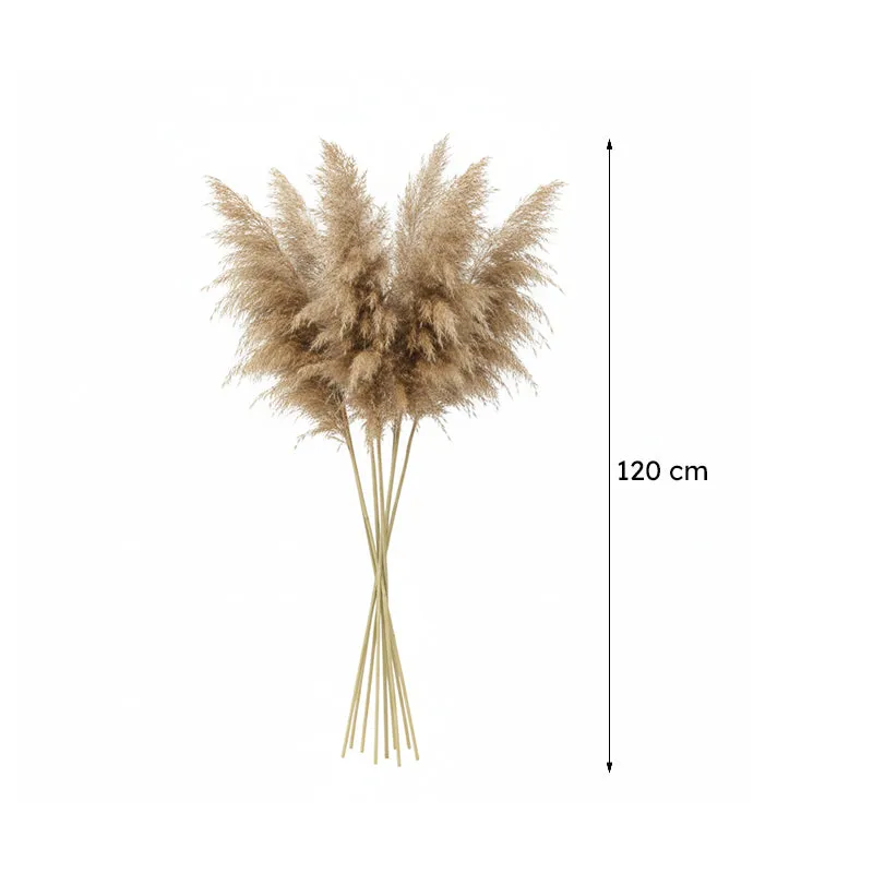 Naturally Dried Pampas Stems (Brown) - Set Of Ten media 8