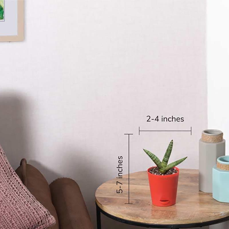 Ugaoo Sansevieria Boncel Plant media 6