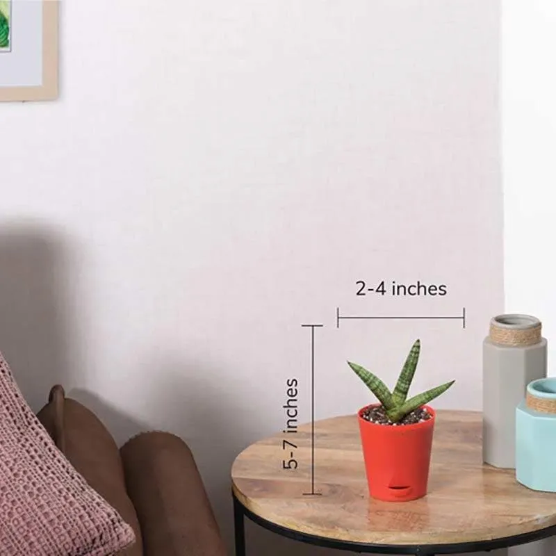Ugaoo Sansevieria Boncel Plant media 6