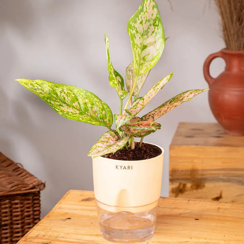 Kyari Agalonema Snow Plant With Self Watering Pot (Ivory) - 18 cm media 3