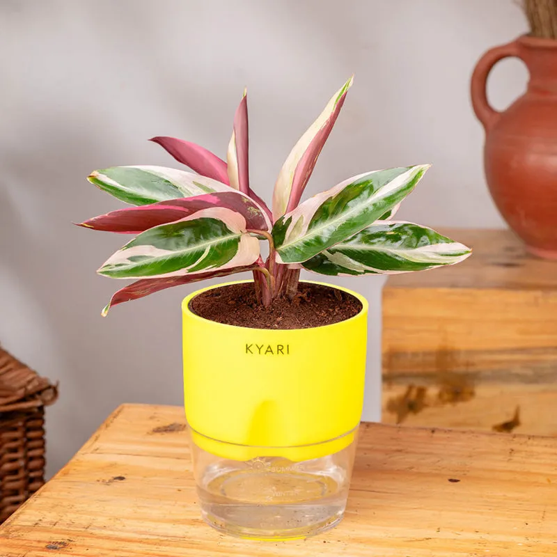 Kyari Calathea Plant With Self Watering Pot (Yellow) - 18 cm media 3