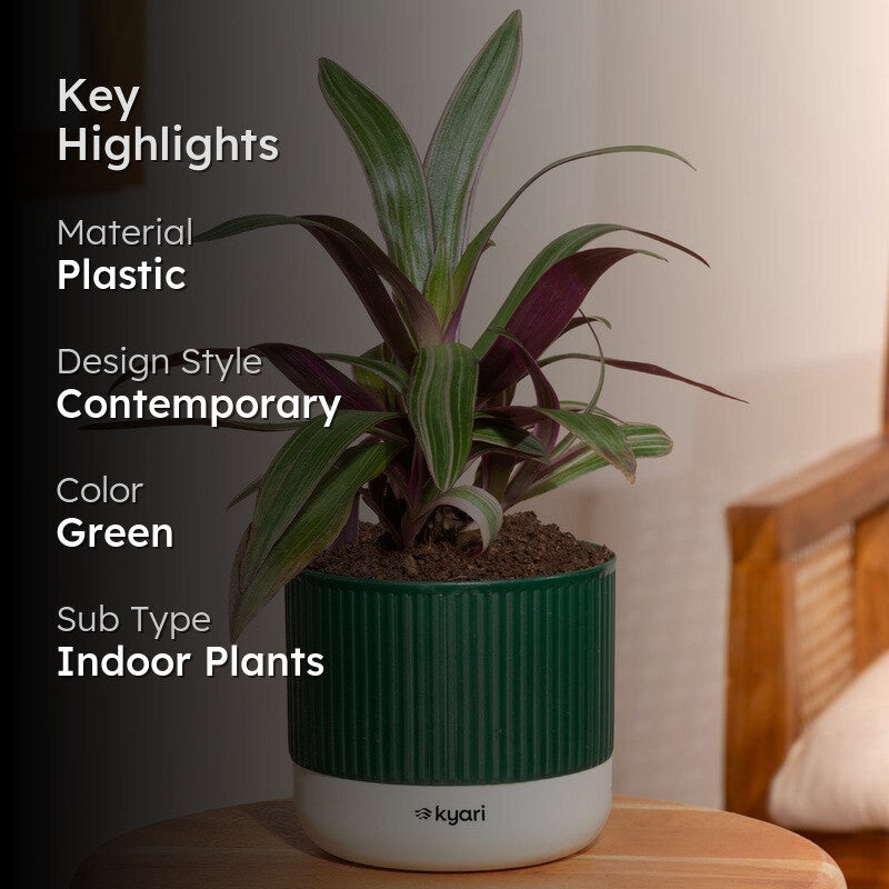 Kyari Rhoeo Plant with Self Watering Pot - Green media 2