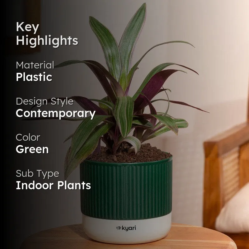 Kyari Rhoeo Plant with Self Watering Pot - Green - 2
