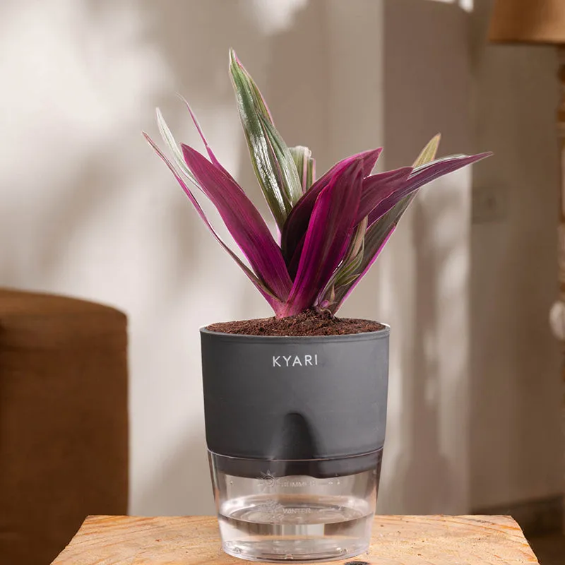 Kyari Oyster Plant With Self Watering Pot (Grey) - 18 cm media 1
