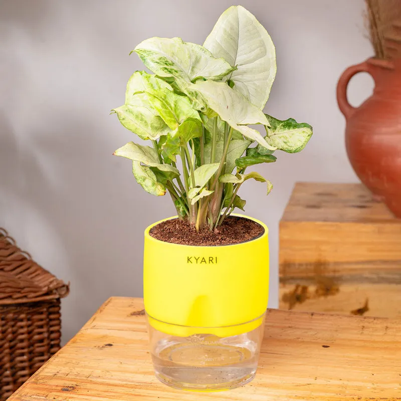 Kyari Syngonium Pixie Plant With Self Watering Pot (Yellow) - 18 cm media 3