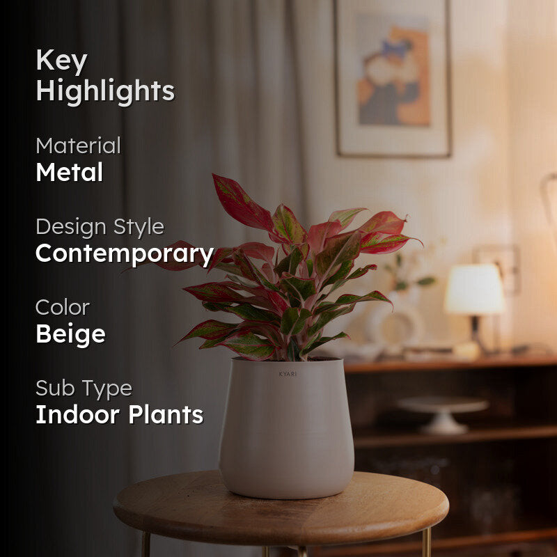Kyari Aglaonema Lipstick Plant With Metal Self Watering Pot - Beige media 2