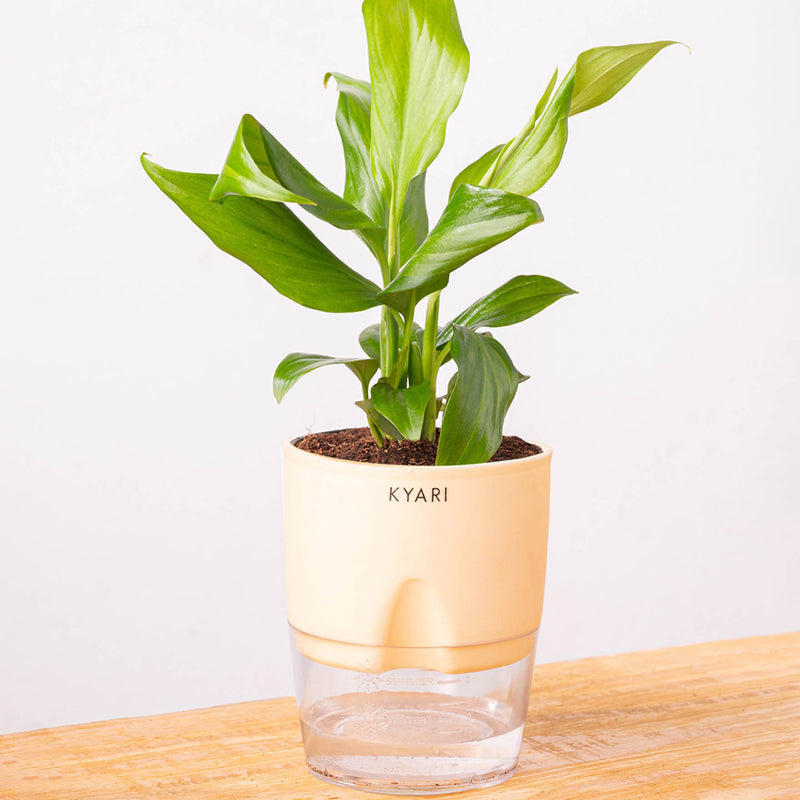 Kyari Peace Lily Plant With Self Watering Pot (Ivory) - 18 cm media 6