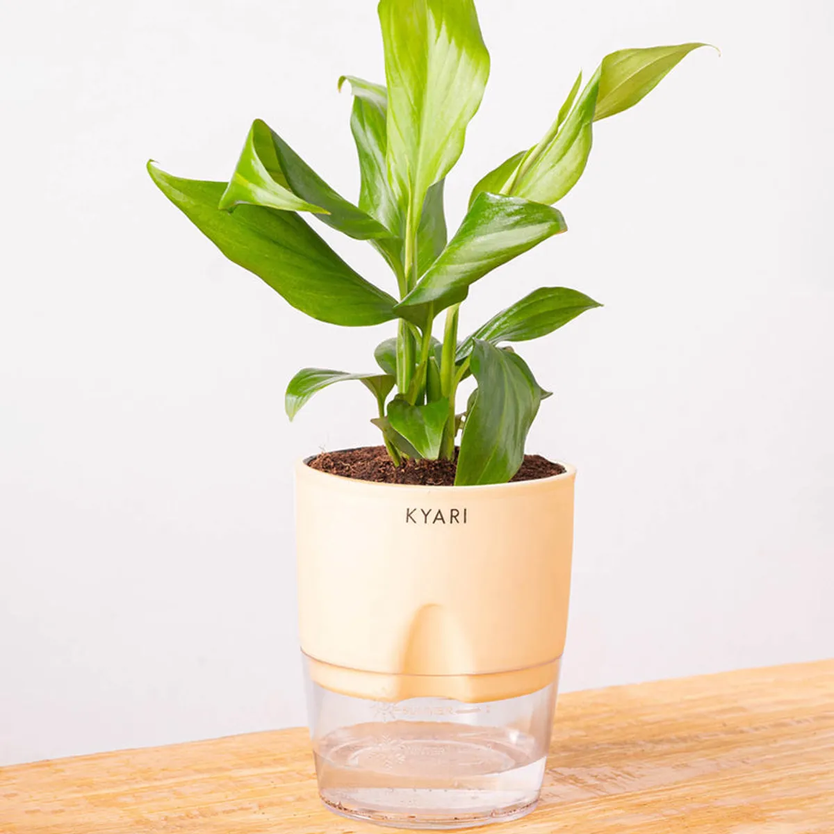 Green Peace Lily plant in an ivory pot against a plain white background.