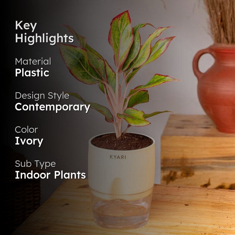 Kyari Aglaonema Lipstick Plant With Self Watering Pot - Ivory media 2