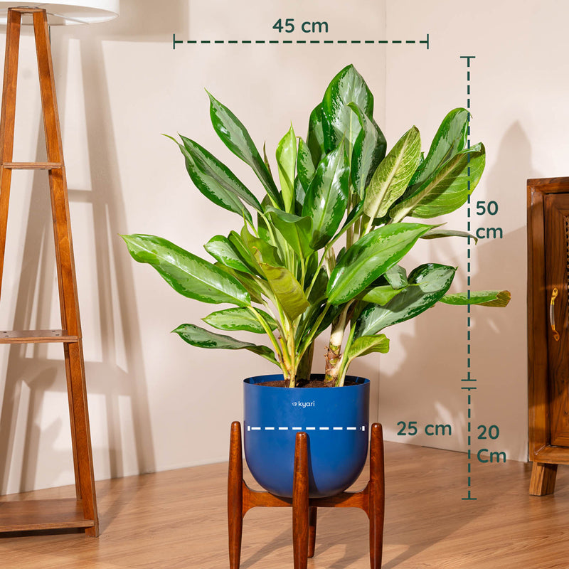 Kyari Agalonema Ice Plant With Metal Self Watering Pot (Blue) - 2.4 Feet media 5
