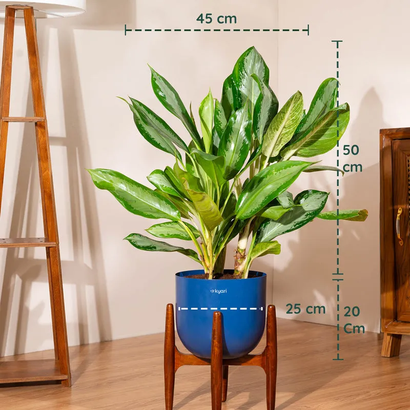 Kyari Agalonema Ice Plant With Metal Self Watering Pot (Blue) - 2.4 Feet media 5