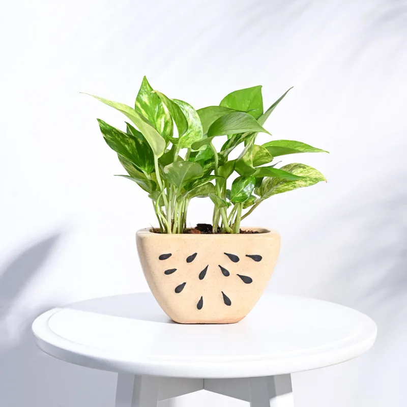 Ugaoo Watermelon Matte Finish Beige Ceramic Planter media 3