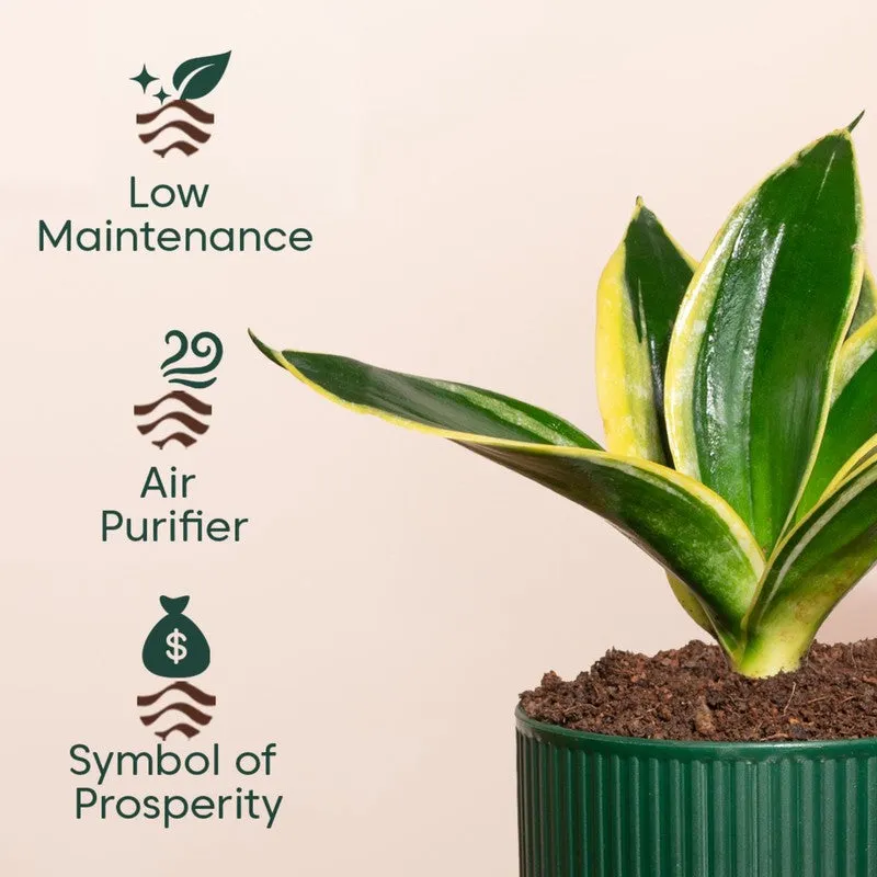 Kyari Golden Hahnii Snake Plant with Self Watering Pot - Green media 4