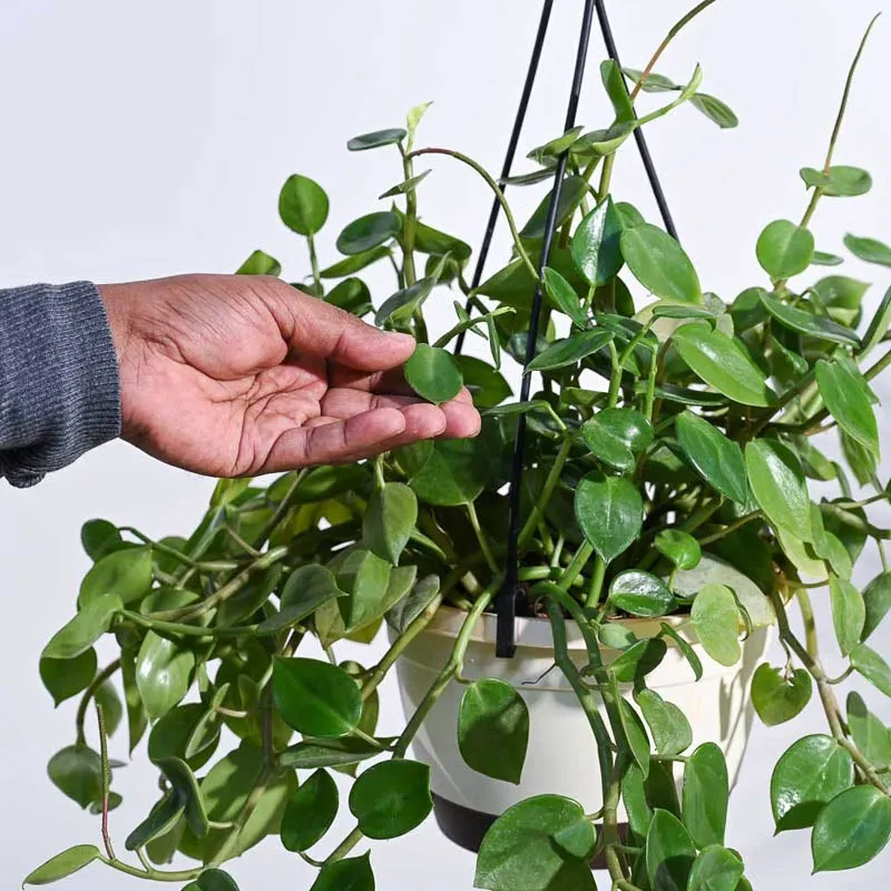 Ugaoo Peperomia Green Creeper with Hanging Planter media 7