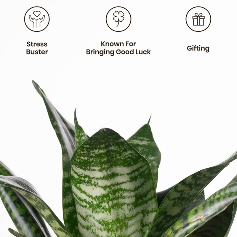 Kyari Sansevieria Snake Plant With Pot (Grey) - 18 cm media 4