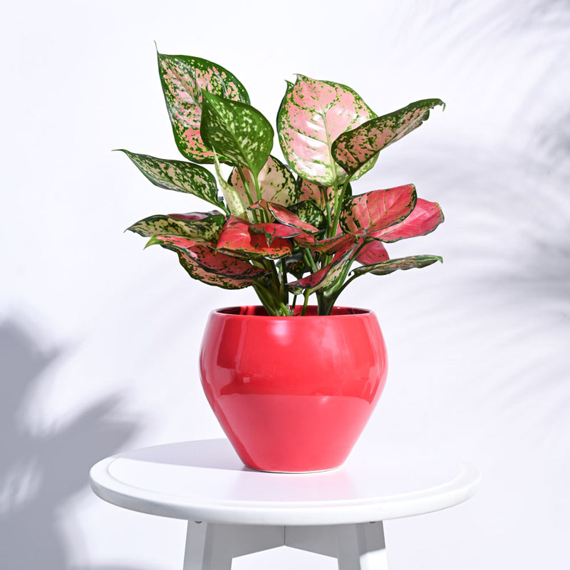 Ugaoo Apple Red Ceramic Pot- Medium media 3