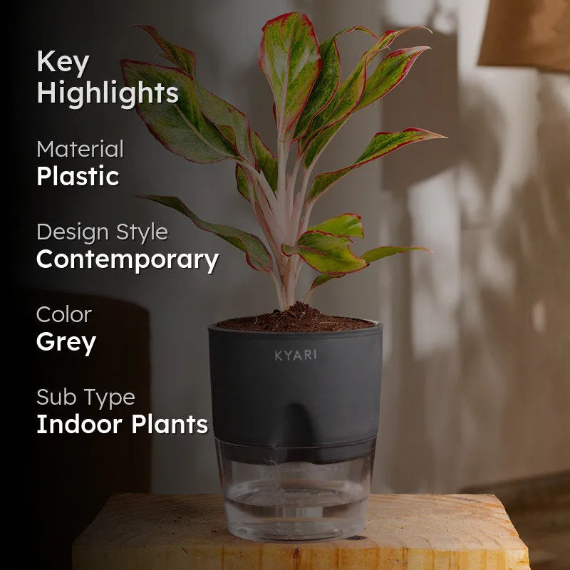 Kyari Aglonema Lipstick With Self Watering Pot - Grey media 2