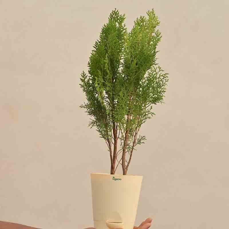 Ugaoo Thuja Plant media 6