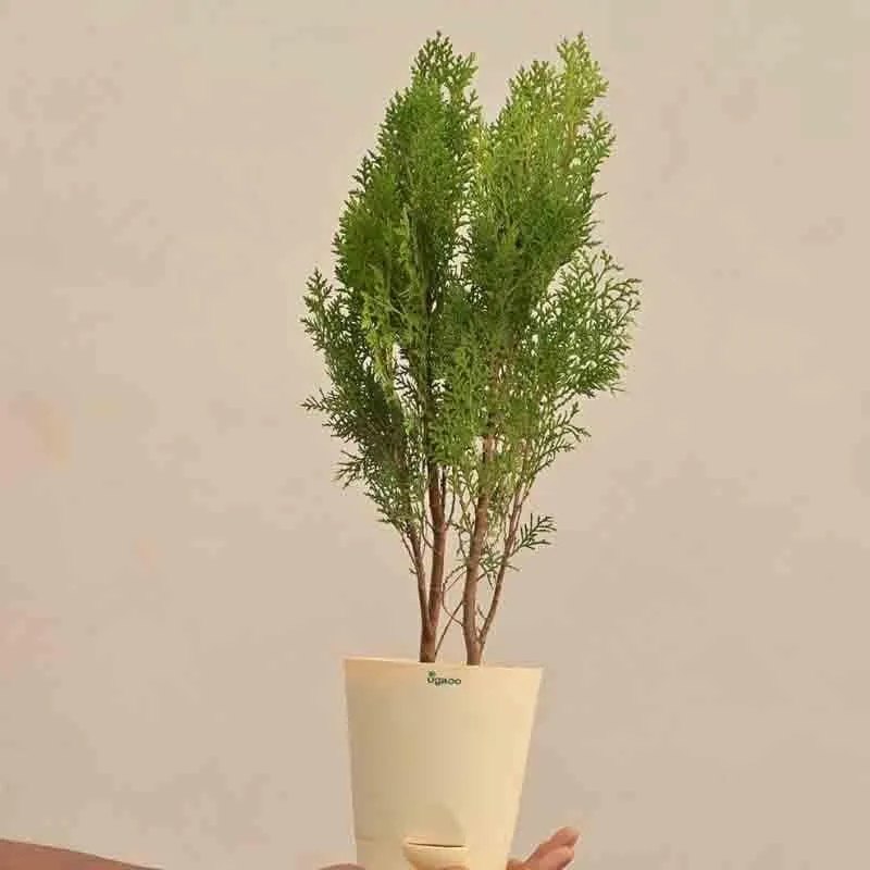 Ugaoo Thuja Plant media 6