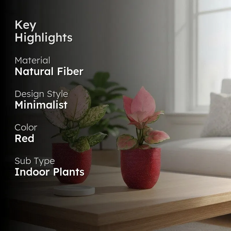 Greenkin Aglaonema Pink & Wishes Live Plants (Red) - Set Of Two media 2