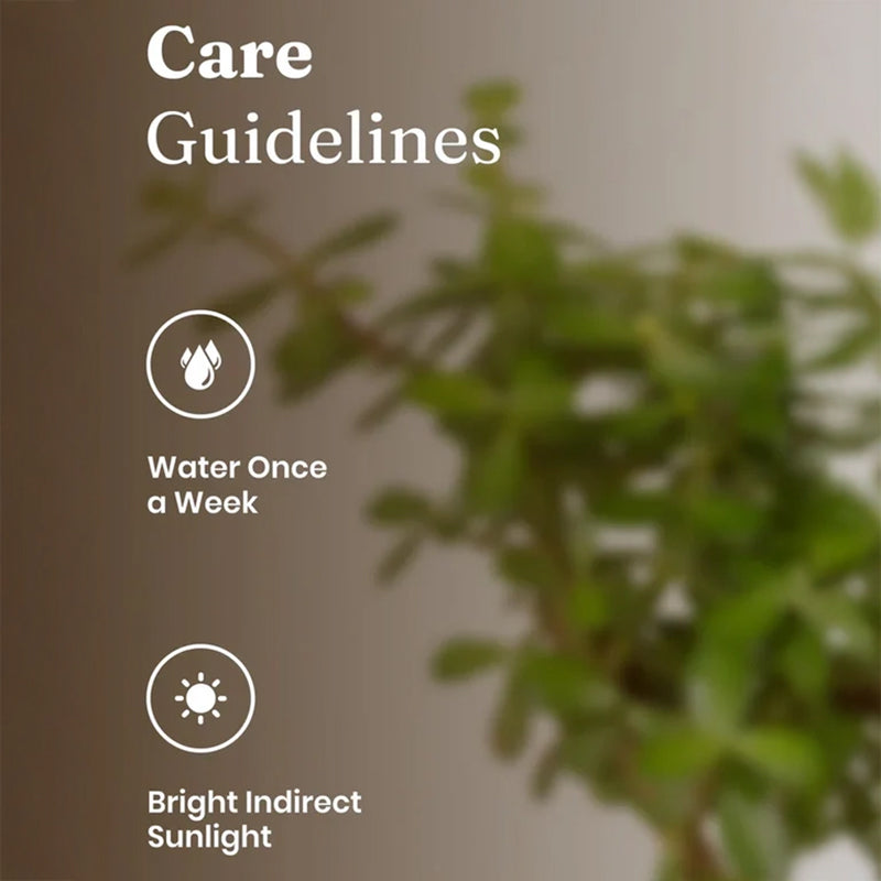 Kyari Lucky Jade Plant With Self Watering Pot - White media 4