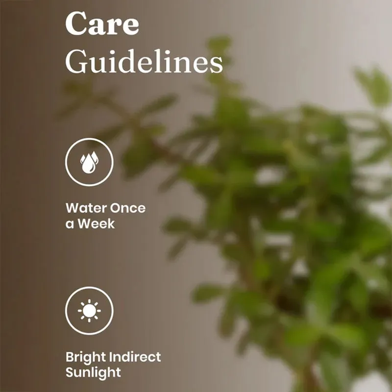 Kyari Lucky Jade Plant With Self Watering Pot - White media 4