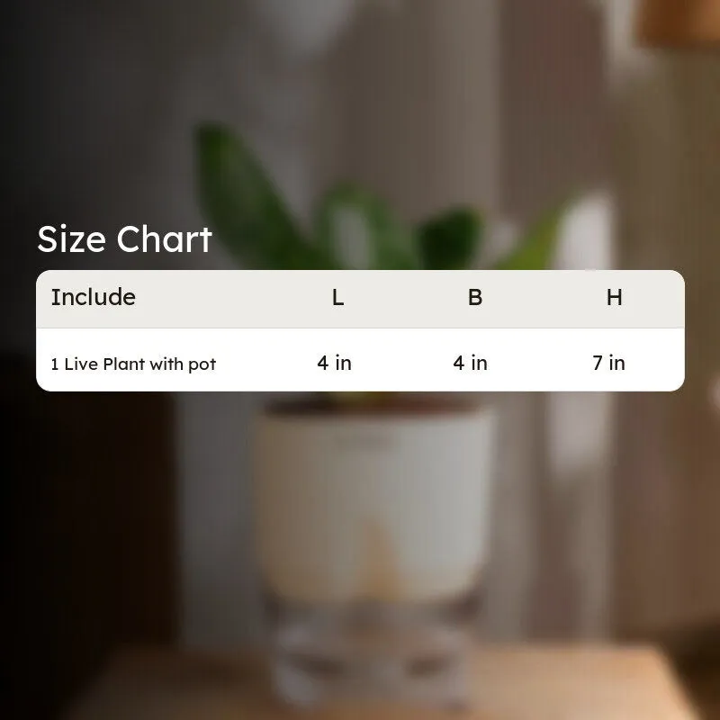 Sansevieria Snake Plant with size-chart graphic