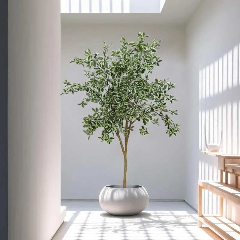 Plantara Artificial Baby Ficus Plant - 4.9 Feet media 4