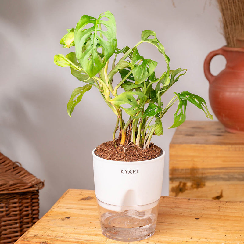 Kyari Philodendron Broken Heart With Self Watering Pot - White media 3