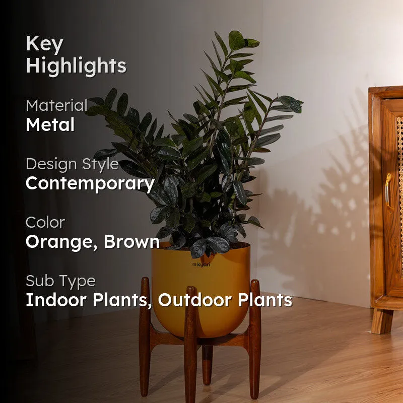 Kyari ZZ Plant With Metal Self Watering Pot (Orange) - 2.4 Feet media 2