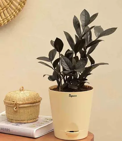 Live Plants