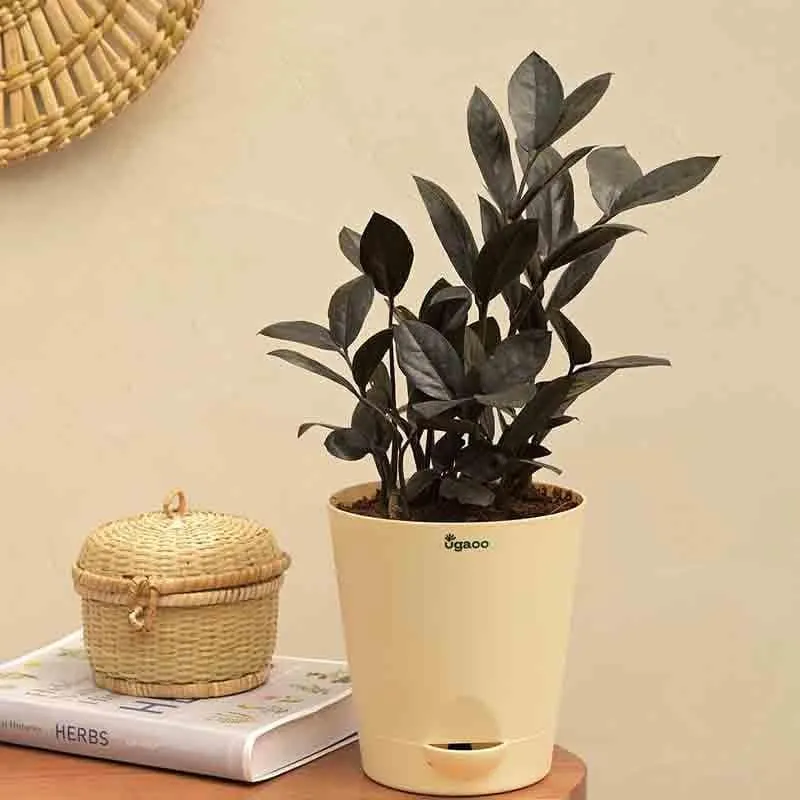 Ugaoo Zamia ZZ Black Plant media 1