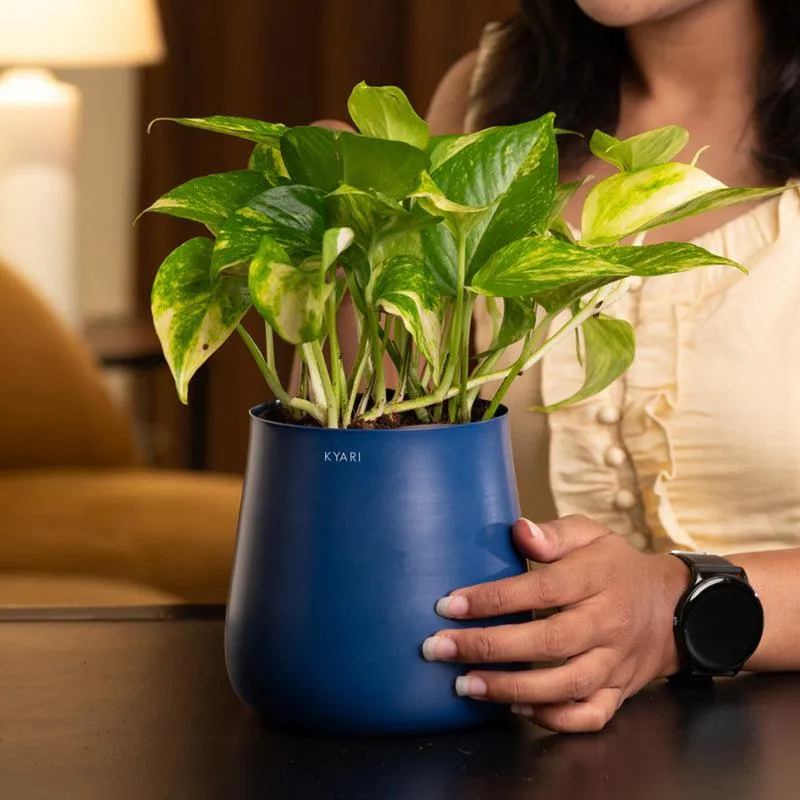Kyari Money Plant Variegated With Metal Self Watering Pot - Blue media 4