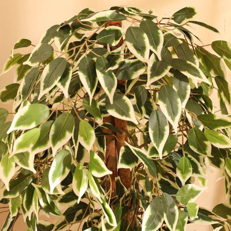 Artificial Variegated Ficus Plant With Black Plastic Pot - 4 ft media 7